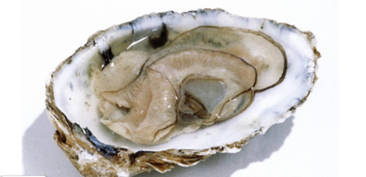 Os alimentos mais benéficos para o pâncreas